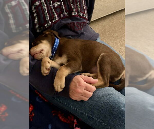 Medium Photo #6 Mutt Puppy For Sale in Holly Springs, NC, USA