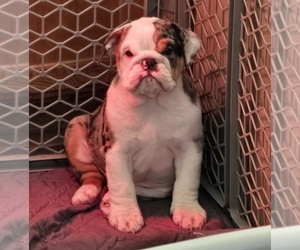English Bulldog Puppy for sale in FRESNO, CA, USA