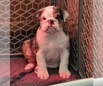 Small English Bulldog