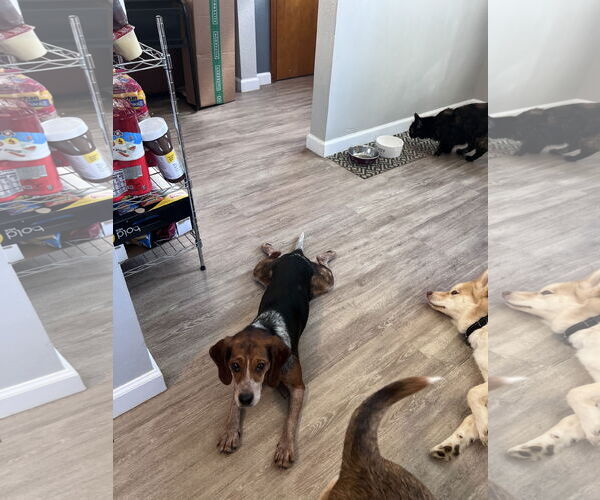 Medium Photo #2 Beagle Puppy For Sale in Clinton , MI, USA