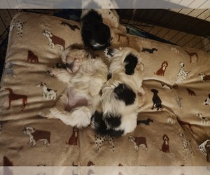 Shih Tzu Puppy for sale in KING CITY, CA, USA