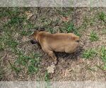 Small #7 Olde English Bulldogge