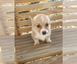 Pembroke Welsh Corgi Puppy for sale in SPENCER, TN, USA
