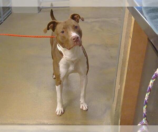 Medium Photo #1 Mutt Puppy For Sale in Sacramento, CA, USA