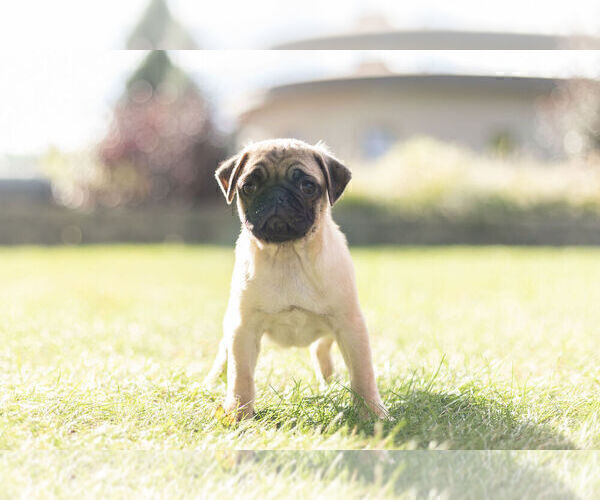 Medium Photo #2 Pug Puppy For Sale in WARSAW, IN, USA