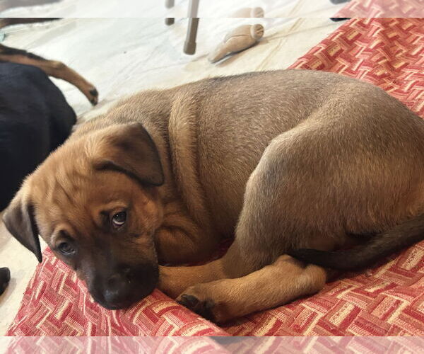 Medium Photo #7 Colonial Cocker Spaniel-Labrador Retriever Mix Puppy For Sale in St. Louis Park, MN, USA