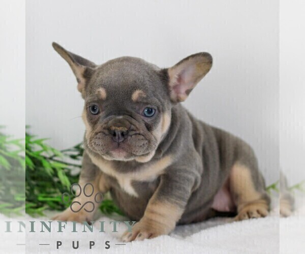 Medium Photo #1 French Bulldog Puppy For Sale in EPHRATA, PA, USA