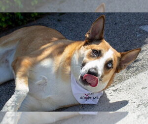 Chani - Female Mutt Dog for Adoption - Photo #5