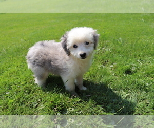 Aussie-Poo Puppy for sale in SHILOH, OH, USA