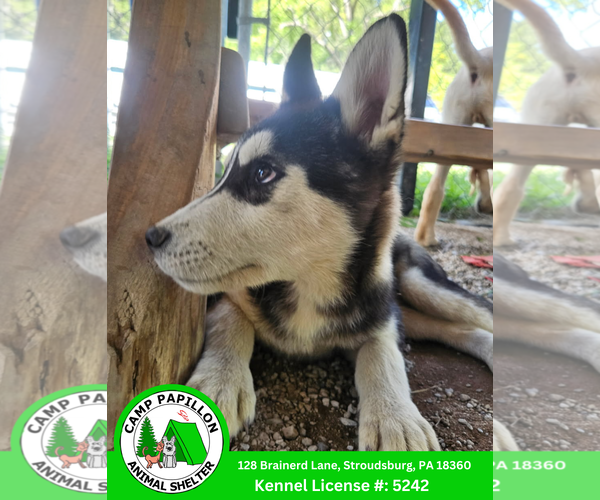 Medium Photo #1 Huskies -Unknown Mix Puppy For Sale in Stroudsburg, PA, USA