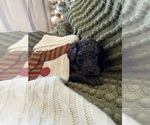 Puppy Pixal Poodle (Standard)
