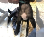 Small Photo #3 Cane Corso Puppy For Sale in PORTERVILLE, CA, USA