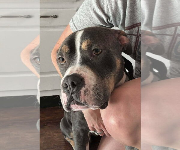 Medium Photo #24 American Pit Bull Terrier-Unknown Mix Puppy For Sale in Germantown, OH, USA