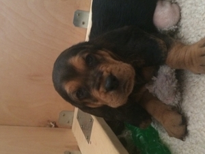 Basset Hound Puppy for sale in Dublin, CA, USA