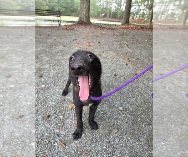 Medium Photo #3 Mutt Puppy For Sale in Imlay City, MI, USA