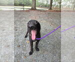 Small #2 Mutt