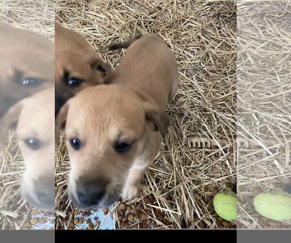 Medium Photo #3 Mountain Cur-Retriever  Mix Puppy For Sale in Tracy City, TN, USA