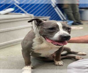 Staffordshire Bull Terrier-Unknown Mix Dogs for adoption in Alameda, CA, USA
