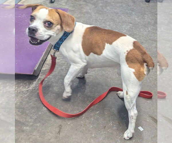 Medium Photo #4 Frengle Puppy For Sale in Evansville, IN, USA