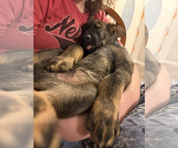 Medium Photo #3 German Shepherd Dog Puppy For Sale in Gretna, NE, USA