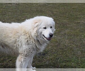 Father of the Maremma Sheepdog puppies born on 01/05/2022