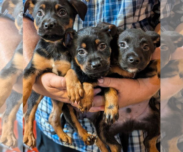 Medium Photo #2 Mutt Puppy For Sale in Pena Blanca, NM, USA