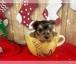 Small #12 Yorkshire Terrier