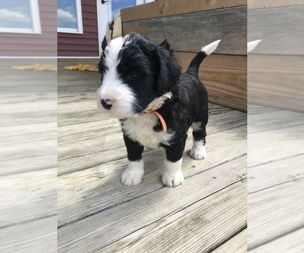 Medium Photo #1 Bernedoodle Puppy For Sale in SHARPSBURG, KY, USA