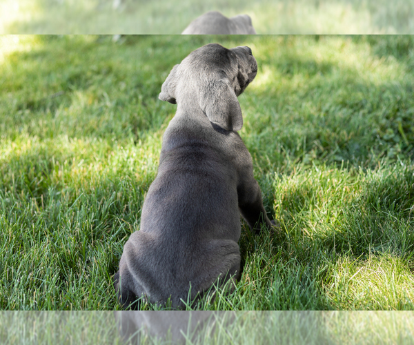 Medium Photo #16 Cane Corso Puppy For Sale in WAKARUSA, IN, USA