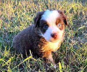 Miniature Australian Shepherd Puppy for sale in MONTICELLO, SC, USA