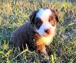 Small Miniature Australian Shepherd