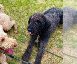 Father of the Labradoodle puppies born on 04/30/2023