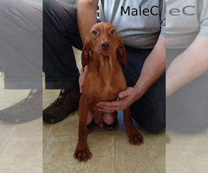 Vizsla Puppy for sale in LIBERTY, KY, USA