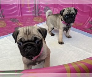 Pug Puppy for sale in COEUR D ALENE, ID, USA