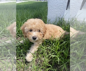 Cavapoo Puppy for sale in DAVENPORT, FL, USA