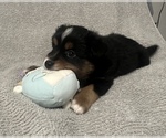 Small Photo #17 Miniature Australian Shepherd Puppy For Sale in QUINCY, CA, USA