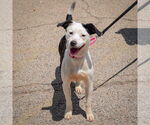 Small #3 American Staffordshire Terrier-English Springer Spaniel Mix