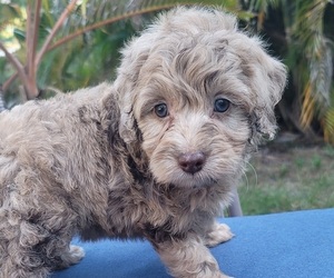 Cockapoo (Toy) Puppy for sale in TAMPA, FL, USA