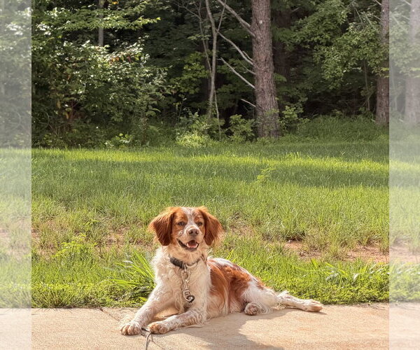 Medium Photo #3 - Mix Puppy For Sale in Curwensville, PA, USA