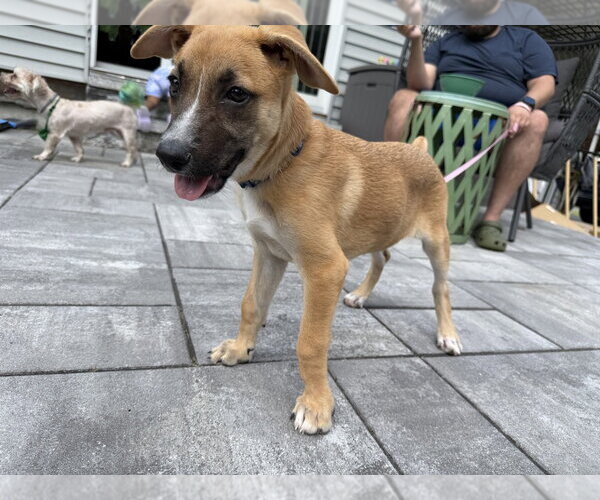 Medium Photo #10 Black Mouth Cur-Unknown Mix Puppy For Sale in Brewster, NY, USA