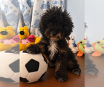 Havapoo puppies - Male Havapoo Puppy for Sale - Photo #9