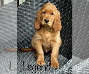 Golden Irish Puppy for sale in SHEDD, OR, USA
