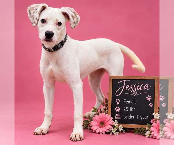 Medium Photo #1 Pointer-Unknown Mix Puppy For Sale in Shillington, PA, USA