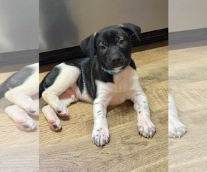 Shepradors Dogs for adoption in Holly Springs, NC, USA