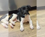 Doc (mascot litter) - Male Shepradors Dog for Adoption - Small photo