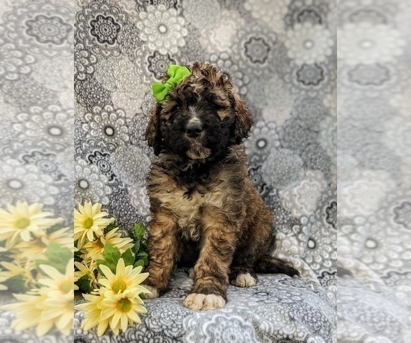 Medium Photo #1 Saint Berdoodle Puppy For Sale in OXFORD, PA, USA