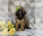 Small Photo #1 Saint Berdoodle Puppy For Sale in OXFORD, PA, USA
