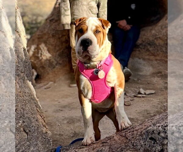 Medium Photo #3 Chinese Shar-Pei-Unknown Mix Puppy For Sale in Vail, AZ, USA
