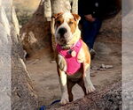 Small #2 Chinese Shar-Pei Mix