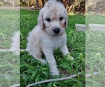 Small Photo #52 Bordoodle Puppy For Sale in COPPERAS COVE, TX, USA